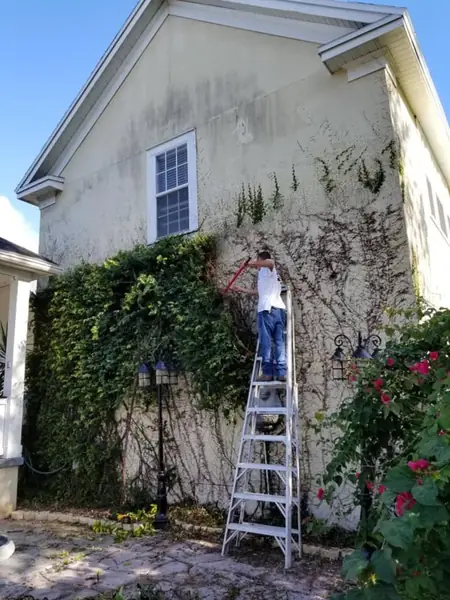 Pressure washing and vine removal on a home exterior
